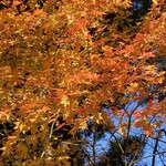 餅とお菓子　ほんごう - 天狗山の紅葉