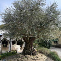 小笠原伯爵邸 - 