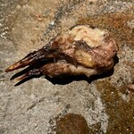 茶禅華 - 鳩の頭