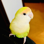 炭火焼肉ホルモン うらら - おすぎちゃん♡