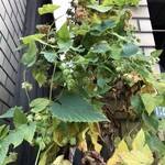 ビールスタンド重富 - 