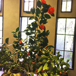 花椒 SUGAR & SPICE - ツバキ