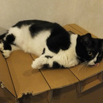 写真 : 猫カフェ きゃりこ 新宿店 （calico） - 新宿西口/その他