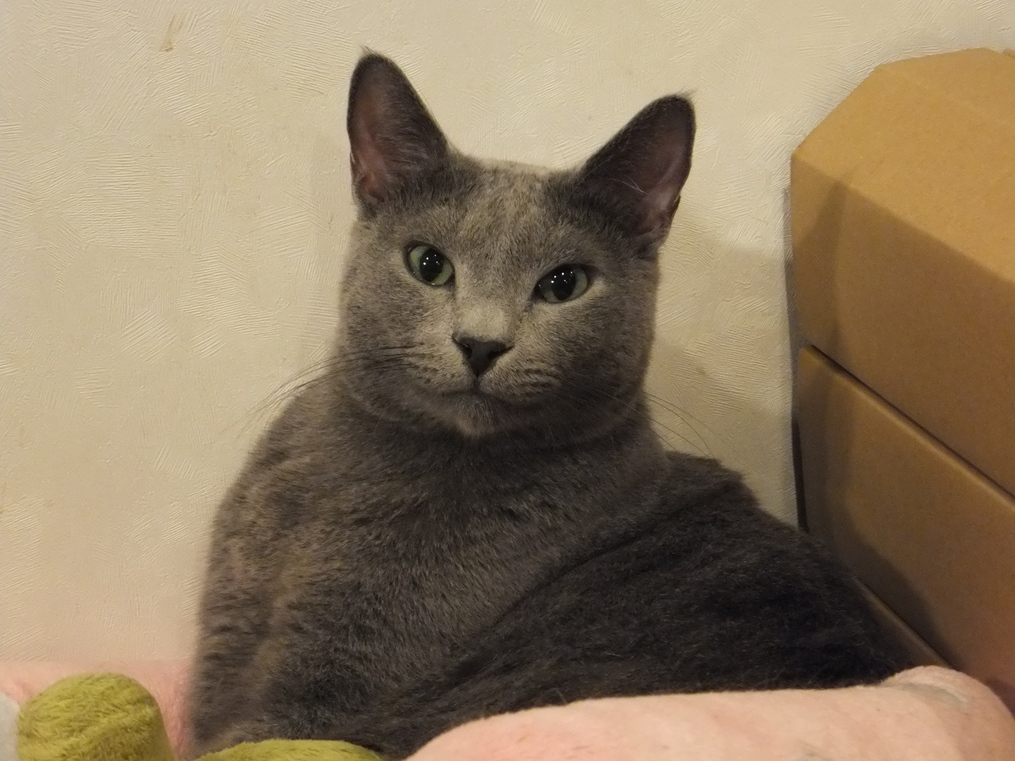 写真 : 猫カフェ きゃりこ 新宿店 （calico） - 新宿西口/その他