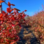 Jose Luis Karuizawa - 