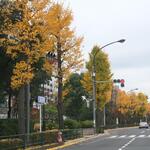 ラーメン二郎 - 銀杏がきれい