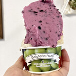 젤라테리아 후룻티