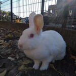 ララミーハム - 