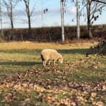 かっこう料理店 - 