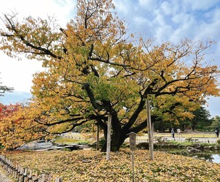 金沢地酒蔵 - 兼六園
※お店の内容とは関係ありません。