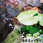 そば処 角弥 - 角弥の裏山の葉わさび