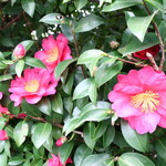 ラーメン二郎 - 近くで咲く椿