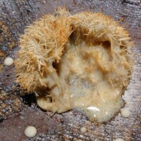 entre nous - スペシャリテ～毬栗に見立てた一皿 大村さんの丹波栗 三輪そうめん 響（ウイスキー）