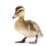 四季の味 丹 - 子鴨　これは食べてない