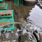 活魚料理 びんび家 - 生け簀