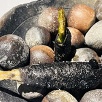 ラ・ヴァガボンド - イカのベニエ