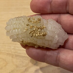 鮨駒 - アオリイカ