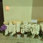 すし 良月 - 3周年をお祝いするお花がたくさん届いていました