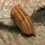 たかおか - 東京湾　穴子