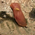 たかおか - 銚子　金目鯛