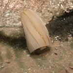 たかおか - すみいか