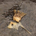 明石の魚処 さかづき - 鯛のタイ！やっぱり王様？!