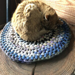 やまびこ - 今度は専用かな？のお布団？でおねんねしてます。