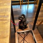 Cafe コアラとライオンときどきチーター - 犬、ネコ 入店OK