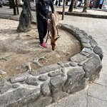 岩村もみじ屋 - シカちゃんはみんな大人しいですね