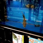 海鮮旬菜 三楽 - 水槽のフグとカワハギ。
