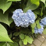 ラッテリア ベベ  カマクラ - 近くの紫陽花の有名なところのやつ