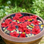 Ikemajima gelato cafe Ninufa - 