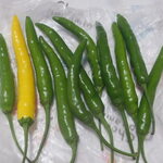 松原農園 - 細長い　すいか？