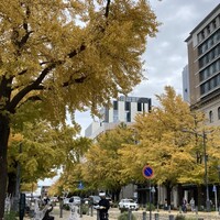 PRIMO - 日本大通りのイチョウ。来るべきクリスマスの用意中。