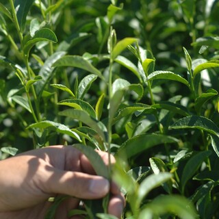 手摘みのシングルオリジン