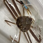 活ズワイ蟹　単品　ご予約のみ