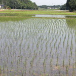 ダチョウ王国観光牧場 - ダチョウ王国　日本の原風景