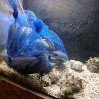 くずし 之助 - 