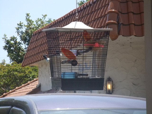 閉店 スカーレットの小鳥 加古川 カフェ 食べログ