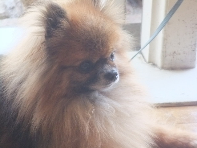 閉店 スカーレットの小鳥 加古川 カフェ 食べログ