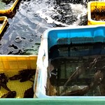 しーらすAQUA - 生きた魚、貝、海藻なども販売してます。