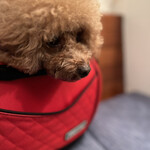 ＭＯＭＩＮＯＫＩ ＨＯＵＳＥ - リュックでお邪魔しました。