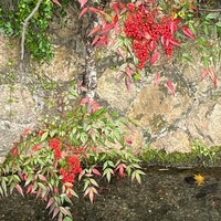 草喰 なかひがし - 
