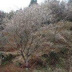 道の駅 賤母 - 小原の寒桜