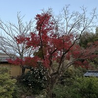 洋食 つばき - 