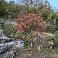 洋食 つばき - 