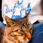 善福寺珈琲 江ノ屋 - 焙煎後は店内があたたかいので猫の江ノもうとうと