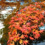上野グリーンサロン - 東京らしい紅葉