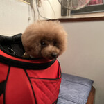 ＭＯＭＩＮＯＫＩ ＨＯＵＳＥ - ボケちゃったｗｗｗ