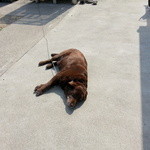 大和 - おとなしいラブラドールレトリバー、可愛いですね